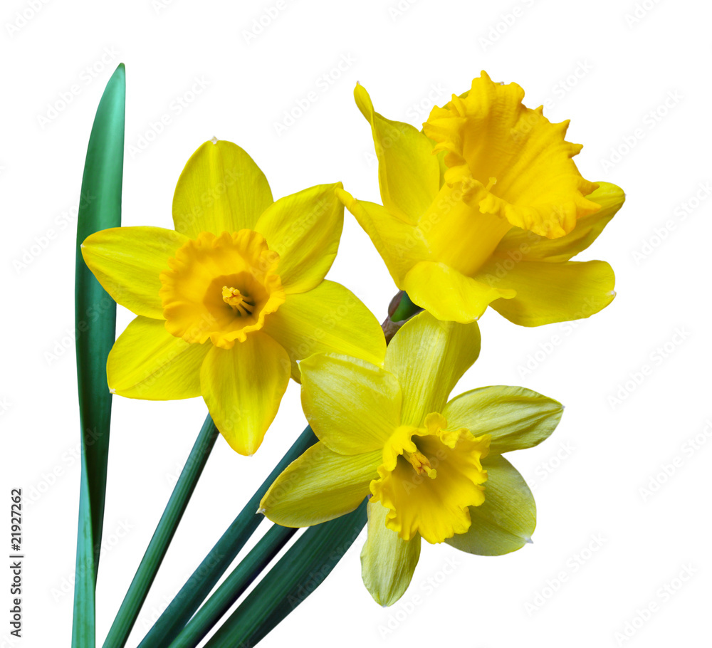 Three Daffodil Three Daffodil
