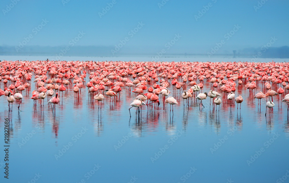 Naklejka premium stado flamingów