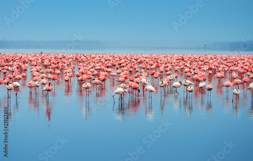 flock of flamingos Fototapet