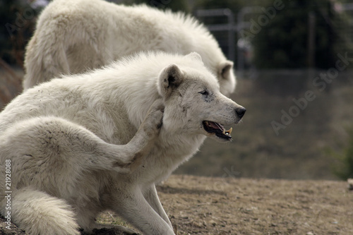 arctic wolf