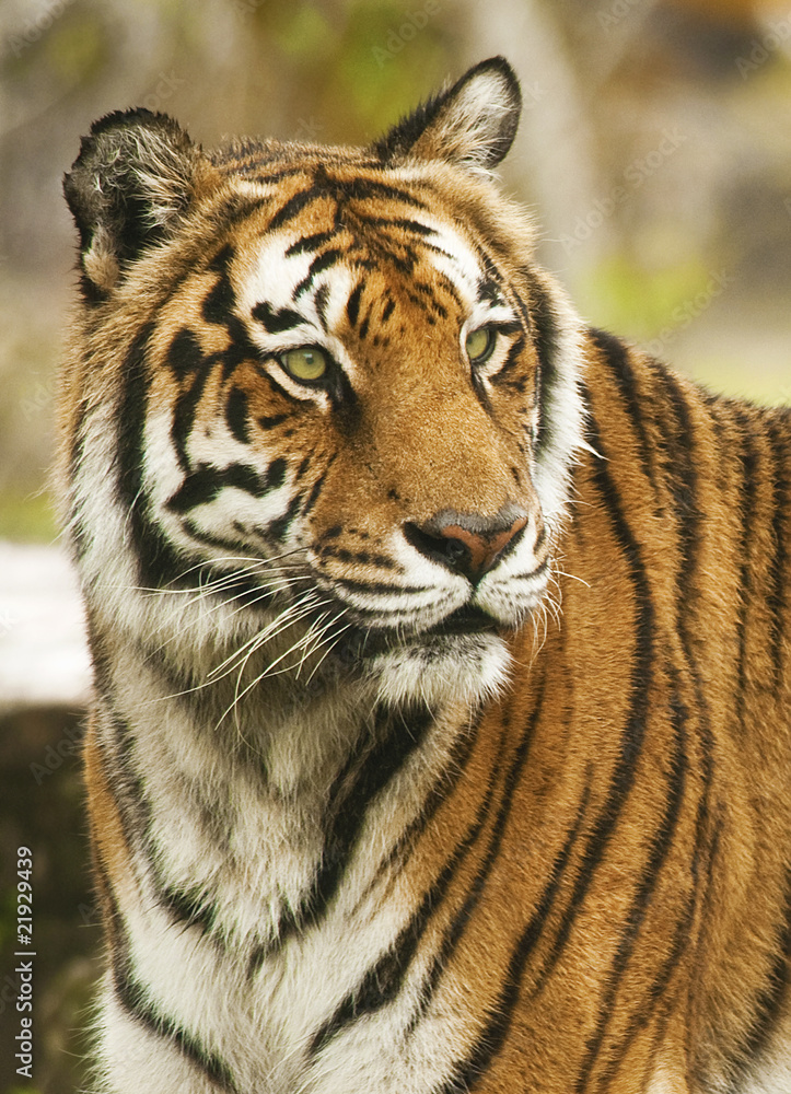 Bengal Tiger Staring