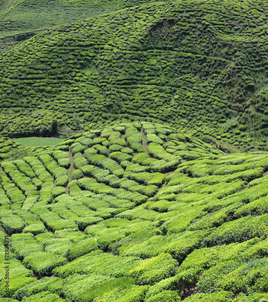 Tea garden Tea garden