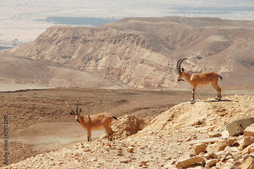 Ibexes on the cliff.