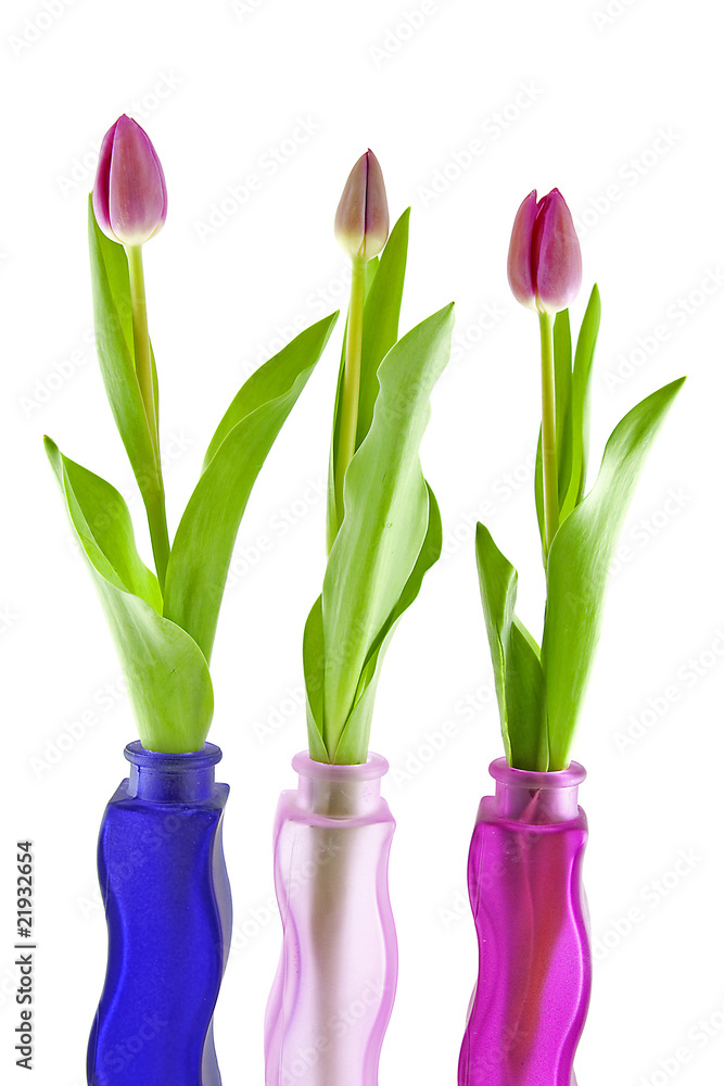 Fototapeta premium Three Dutch tulips in vase over white background