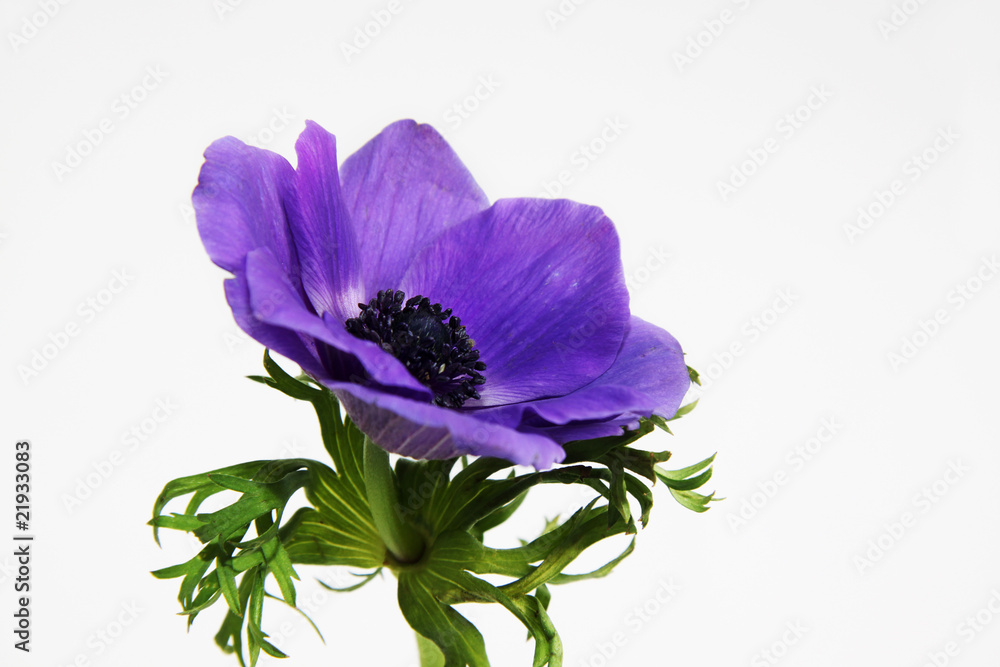 Lilac flower Lilac flower