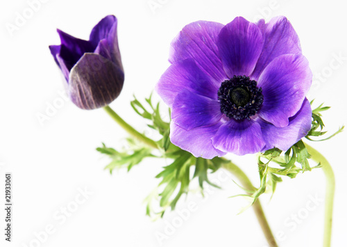 Fototapeta Naklejka Na Ścianę i Meble -  Lilac flower