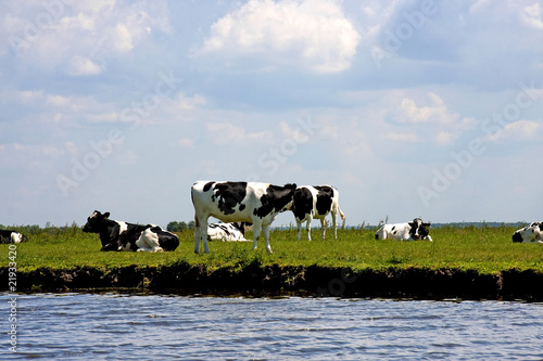 Typical Dutch cows © Sandra van der Steen
