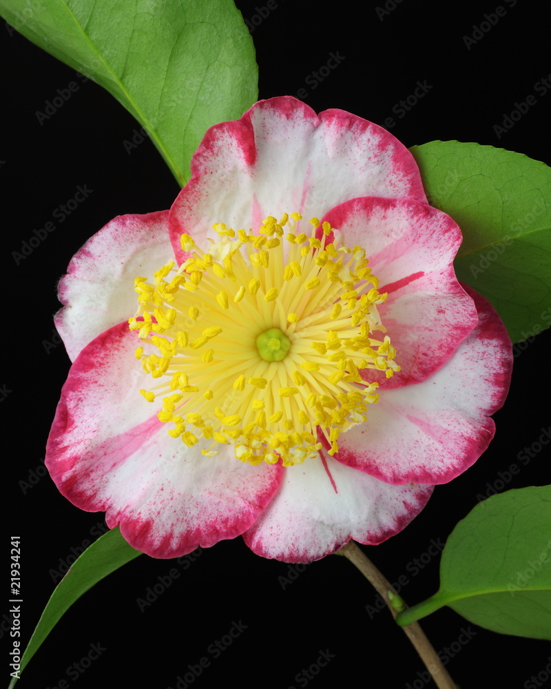 肥後椿 Images – Browse 9 Stock Photos, Vectors, and Video