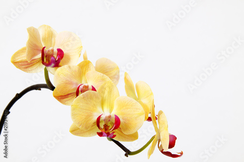 Fototapeta Naklejka Na Ścianę i Meble -  Orchidee