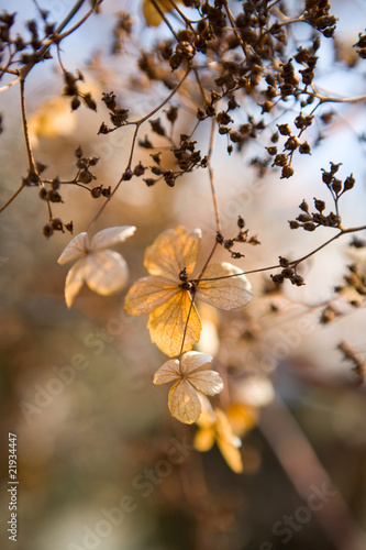 Beautiful flower background