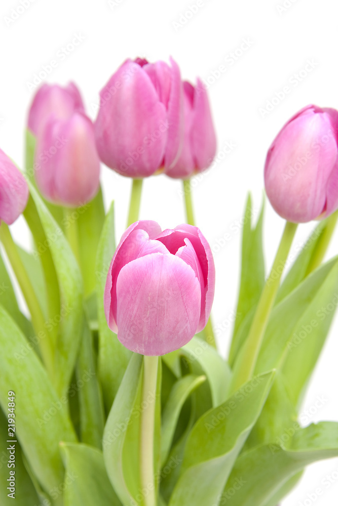 Pink tulips in closeup over white background Pink tulips in closeup over white background