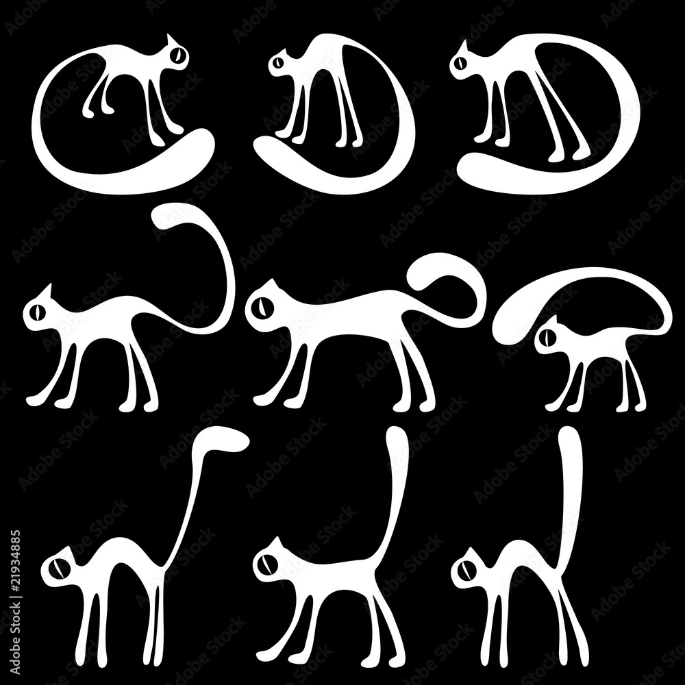 white different cats white different cats