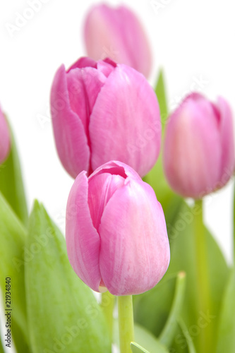 Pink tulips in closeup over white background