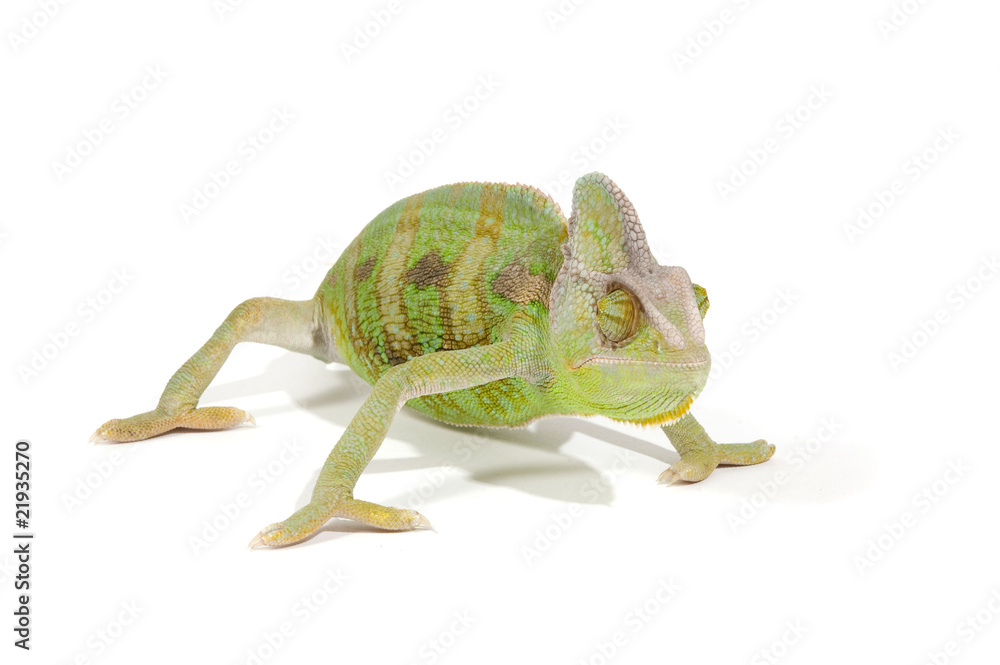 Obraz premium Chameleon