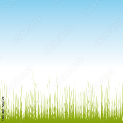 vector grass illustration border background