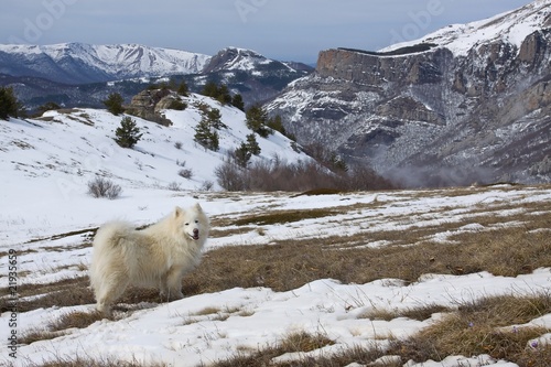 Samoyed dog in mountains.