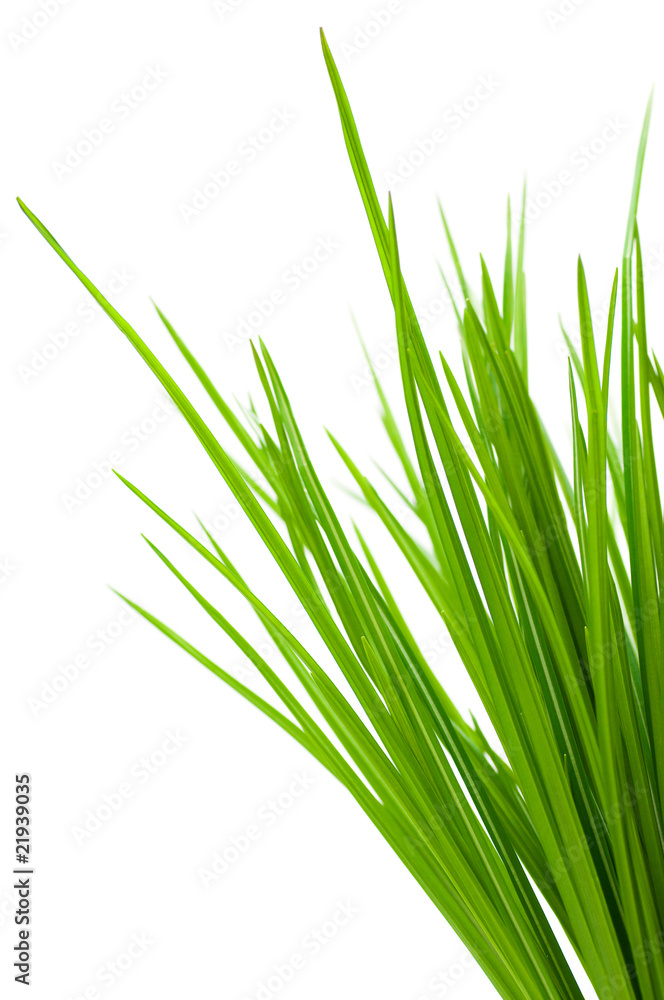 Fototapeta premium herbe verte sur fond blanc - nature au printemps