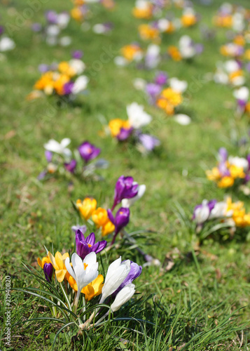 Spring holiday crocus flowers on grass