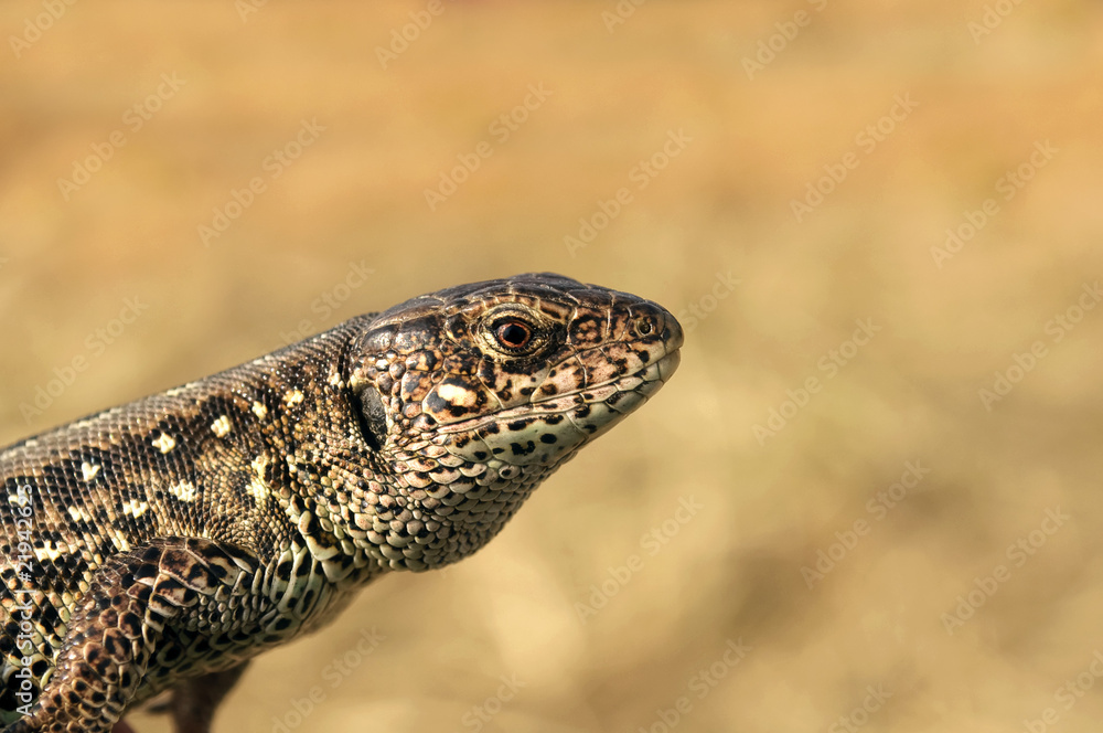 Lizard Lizard