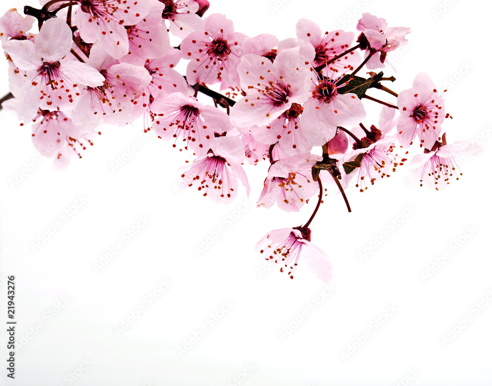 Naklejka premium Blüte im Frühling