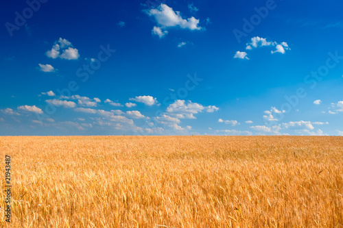 Yellow wheat field under blue sky