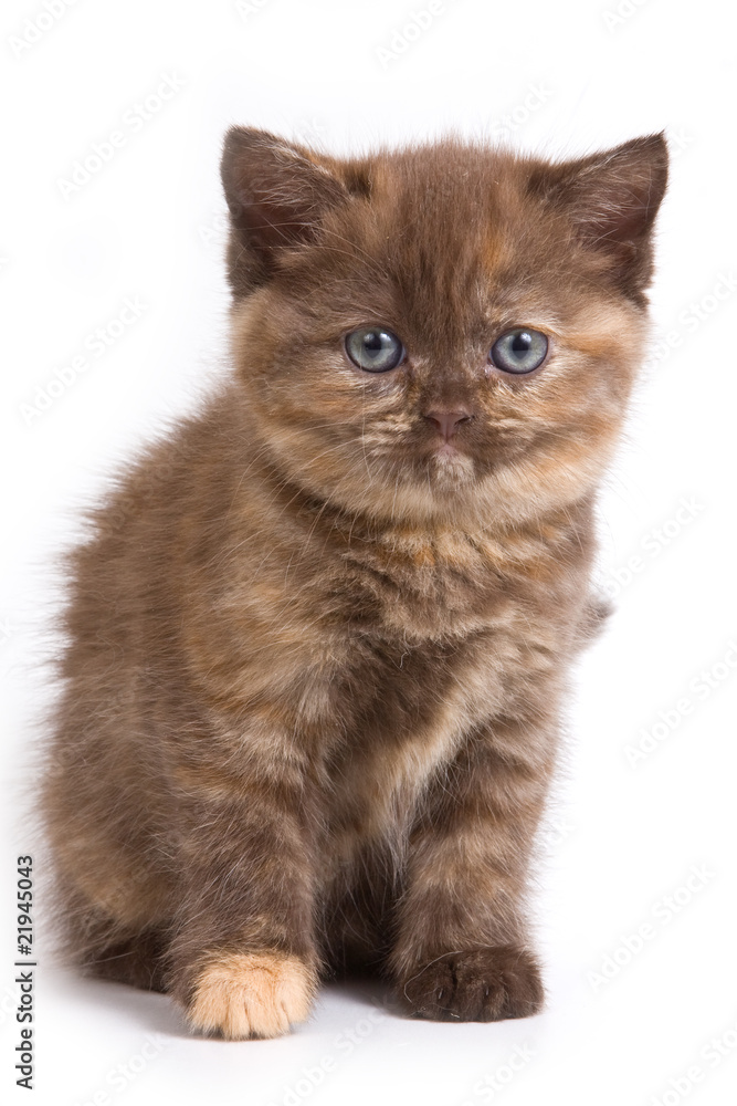Obraz premium British kitten on white background