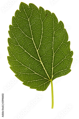 Mulberries leaf