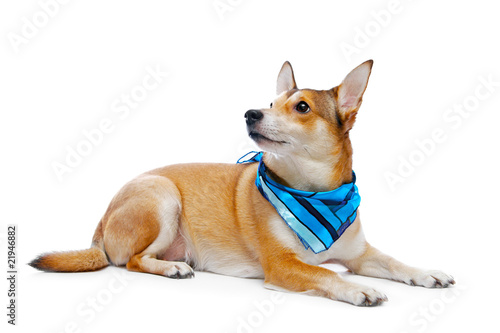 dog