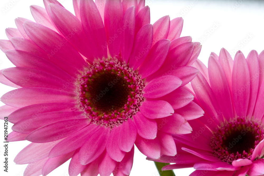 Gerbera 3 Gerbera 3