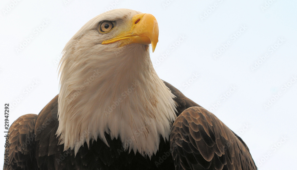 Obraz premium Weiskopfseeadler