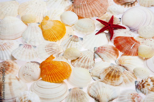 seashells with starfish