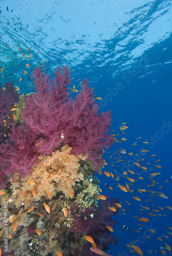 Fototapeta Naklejka Na Ścianę i Meble -  Vibrant soft corals