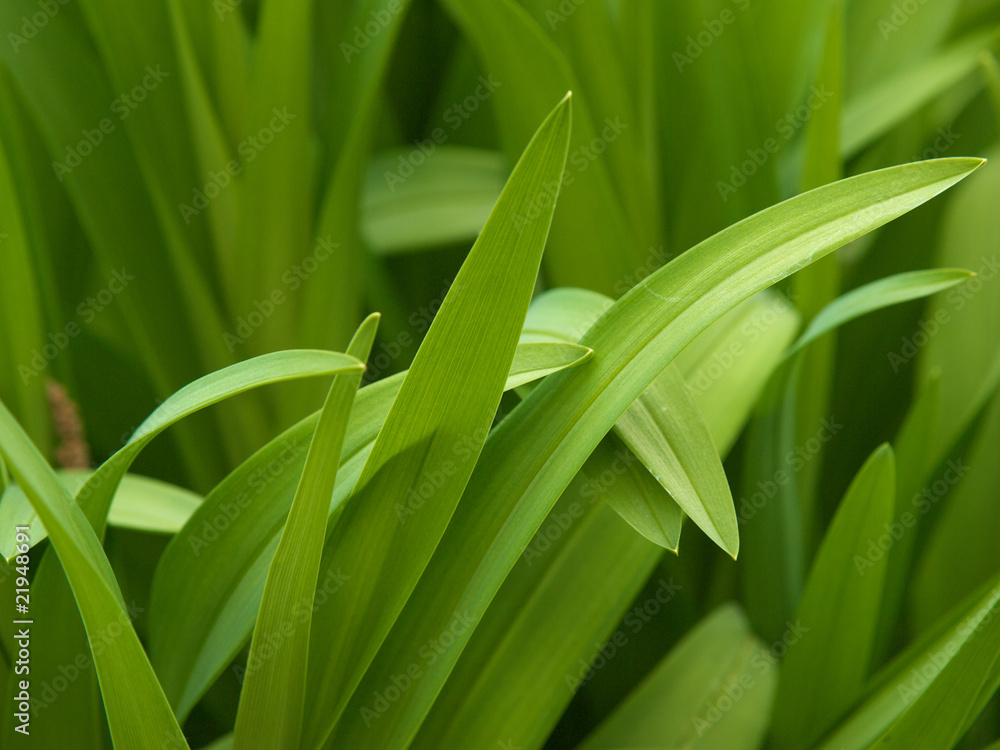 Obraz premium Plant Tips