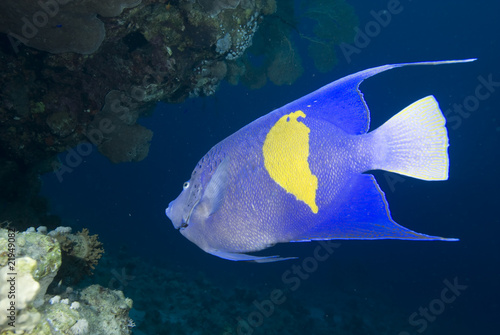 Yellowbar angelfish and coral reef.