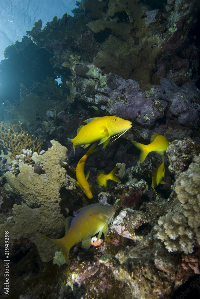 Yellow tropical fish