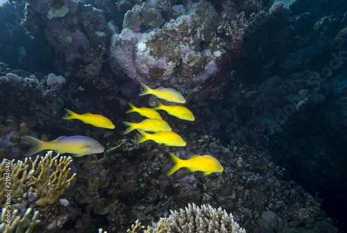 Yellow tropical fish