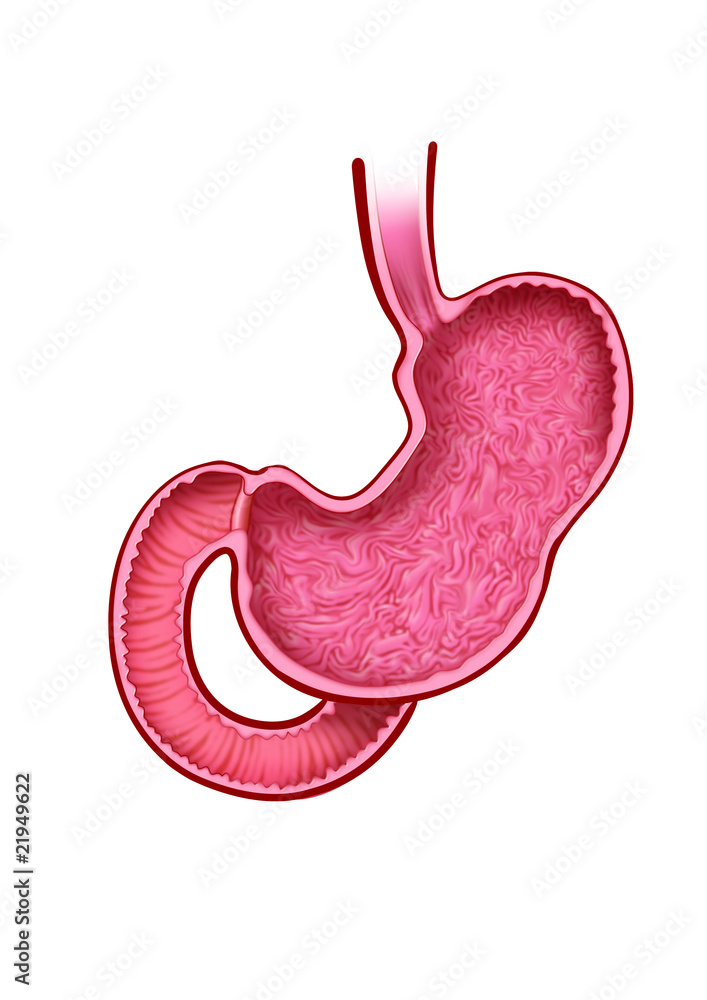 Fototapeta premium Anatomía del estómago
