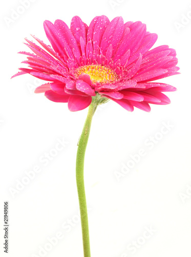 Pink gerbera