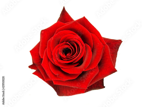 Red rose blossom