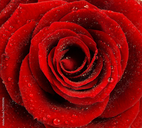 Red rose blossom background
