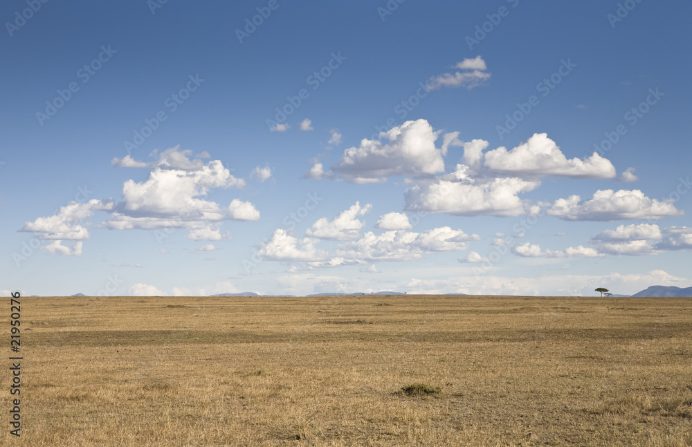 Obraz premium Savannah