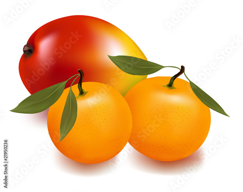 Vector illustration. Mango and two tangerines with leaves.