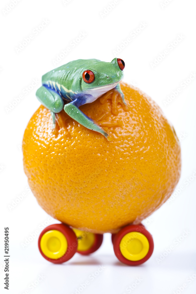 Obraz premium Frog on orange-car