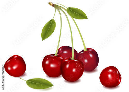 Vector illustration. Group of fresh cherries.
