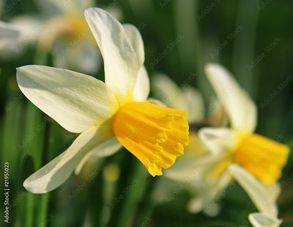 Fototapeta premium Spring flowers