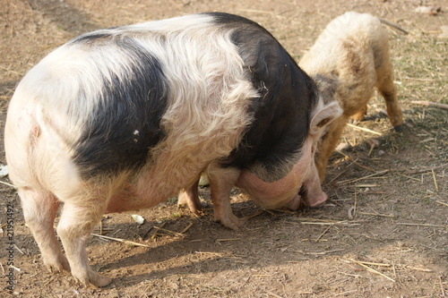 ungarisches Wollschwein