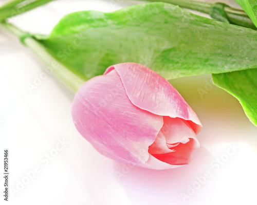 One pink tulip on white background