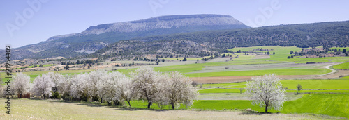 Ribera del Duero (panorama) photo