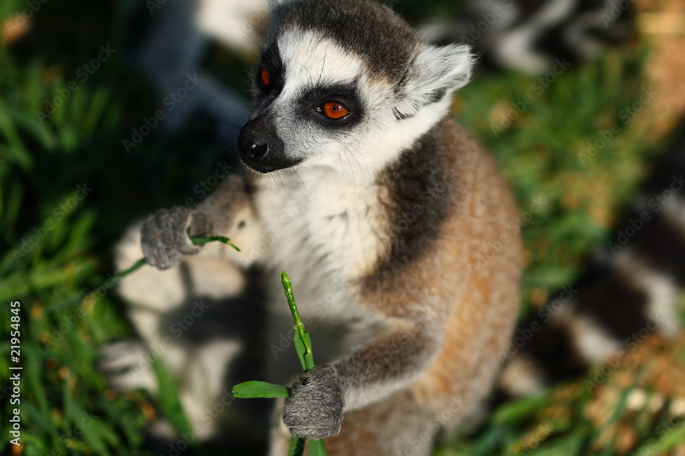Obraz premium Lemur Monkey Animal Cute Fur Ape sweet