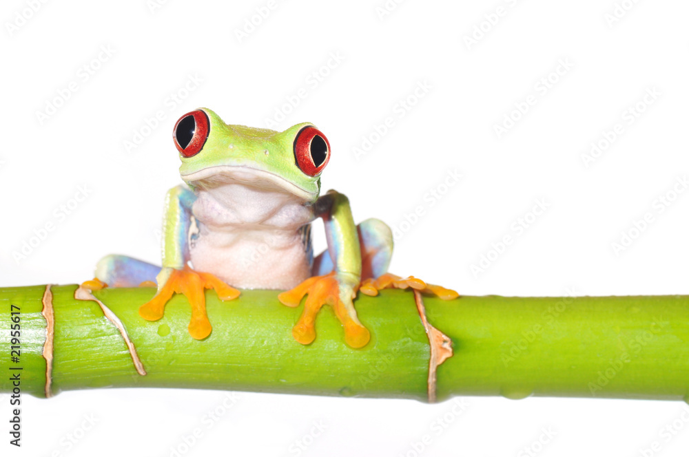 Obraz premium red eyed tree frog on bamboo